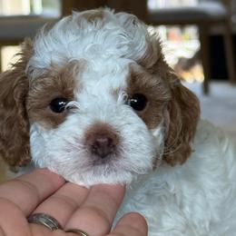 Minnie - Red female Cavapoo puppy in Yuciapa, California from AlltheDoodlez_