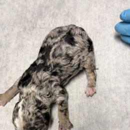 Bernedoodle and Goldendoodle Puppies from Harper’s Heartbeats