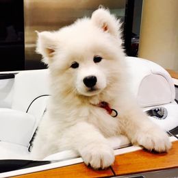 Samoyeds from Mystic Frost Samoyeds
