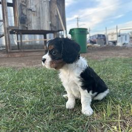 Cavalier King Charles Spaniel Puppies from Red Desert Cavalier’s