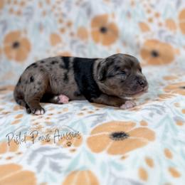 Poppy - Blue merle female Toy Australian Shepherd puppy in Liberty Hill, Texas from Pistol Paws Aussies