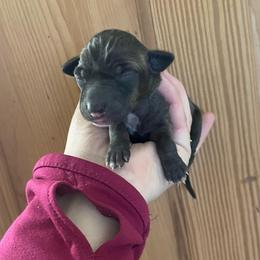 Gia - Seal female Italian Greyhound puppy in Lancaster, Missouri from White Stone Ranch