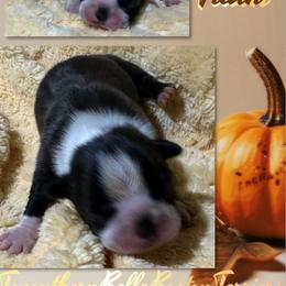 Titan - Red male Boston Terrier puppy in Brazos Point, Texas from TX Southern Belle Boston Terriers