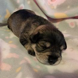 Bella - Salt and pepper female Miniature Schnauzer puppy in Long Prairie, Minnesota from Dorie's Mini Schnauzers