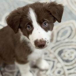 Waffle - White and red male Border Collie puppy in East Brady, Pennsylvania from Riverwood
