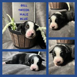 Australian Shepherd Puppies from Kayla's Aussies