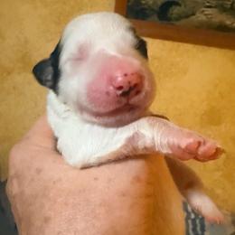 China - Black and white female Border Collie puppy in Lebanon, Oregon from Cahill’s Canines