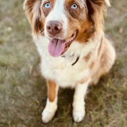 Rowe - Australian Shepherd