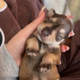 Girl 3 - Liver female Miniature Schnauzer puppy in Fredericksburg, Virginia from Liver Legends