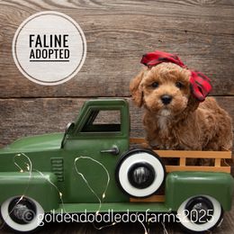 Faline - Apricot female Goldendoodle puppy in Hyrum, Utah from Goldendoodledoo Farms