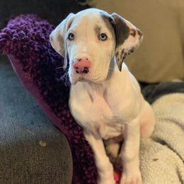 Great Dane Puppies from Gentle Giants of Tennessee Great Danes