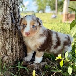 Daisy - Red merle female Australian Shepherd puppy in Iola, Texas from MK Aussies
