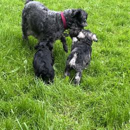 Miniature Schnauzer Puppies from Chantel's Miniature Schnauzers