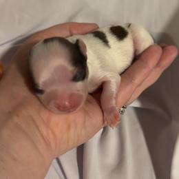 Branch - Sable spotted white male Chihuahua puppy in Austin, Indiana from Dog Bones N Harmony