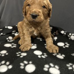 "Blue collar boy" Goldendoodle Puppies from Kansas Country Doodles