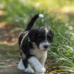 Malone - Black male Sheepadoodle puppy in Charleston & Kershaw, South Carolina from Atlas Harrold-Moore Sheepadoodles, LLC   (AHMS)