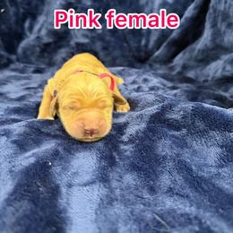 Pink - Golden female Golden Retriever puppy in Salt Lake City, Utah from Soaring golden retrievers