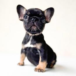 Ziggy - Tricolors male French Bulldog puppy in Porter, Texas from Whatabulldog