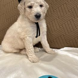 Beso - White male Poodle puppy in Mobile, Alabama from Semmy’s Standard Poodle LLC