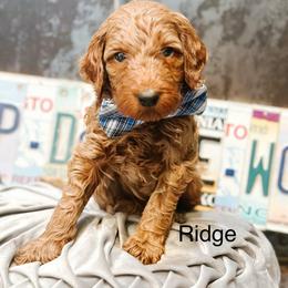 Ridge - Red  male Goldendoodle puppy in Pasco, Washington from Camp Doodle Woods