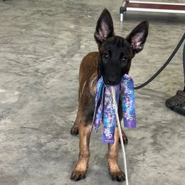 Sinti - Mahogany female Belgian Malinois puppy in Paris, Kentucky from Z Domu Niedzwiedzia Malinois