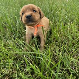 Girl 2 - female Golden Retriever puppy in Bristol, Tennessee from The Dogstead