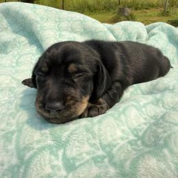 Blue collar - Black and cream male Dachshund puppy in Onalaska, Washington from FairyTail Dachshunds