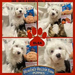 ELSA - Black and white female Old English Sheepdog puppy in Charlo, Montana from Heavenly Hilltop Farm