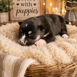 Ali - Black and tan female Shiba Inu puppy in Illinois from Precious-Puppies