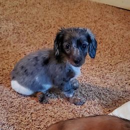 Dachshund Puppies from Dumbledore's AKC Mini Dachshunds