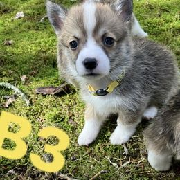 American Corgi and Pembroke Welsh Corgi Puppies from Cascadian Space Coast Corgis LLC
