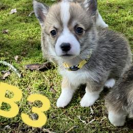 American Corgi and Pembroke Welsh Corgi Puppies from Cascadian Space Coast Corgis LLC
