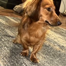 Rigley - Dachshund