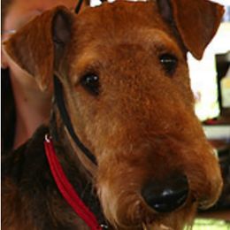 Airedale Terriers from Glenayr Farm