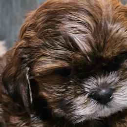 Roxas - Brindle Shih Tzu puppy in Mount Morris, Michigan from Gone 2 the Dawgs