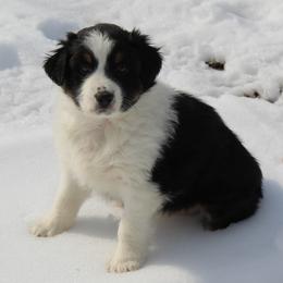 Olivia - Black tri-color female Australian Shepherd puppy in Kansas, Oklahoma from Windy G Farm