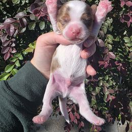 Chip - Chocolate, tan and white male Yorkshire Terrier puppy in Lakeland, Florida from You Me & The Yorkies