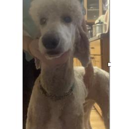 Hunky 1 YO Big Boy! - Apricot Poodle puppy in Thrall, Texas from Providential Poodles
