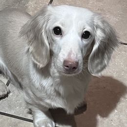Kaiya - Dachshund
