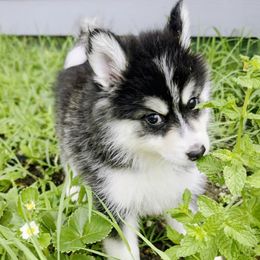 Lupa - Black and white female Pomsky puppy in Kennewick, Washington from Nebula Ranch Pomskies