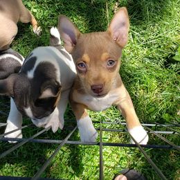 Chihuahua and Rat Terrier Puppies from Emadens