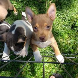 Chihuahua and Rat Terrier Puppies from Emadens