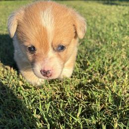 Rose - Red merle and white female American Corgi puppy in Madison, North Carolina from Montgomery Corgis