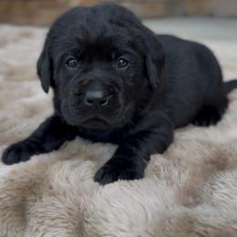 Boy 1 - Black male Labrador Retriever puppy in Chapel Hill, Tennessee from Pure Heaven Labs