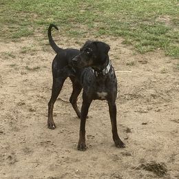 Envy - Catahoula Leopard Dog