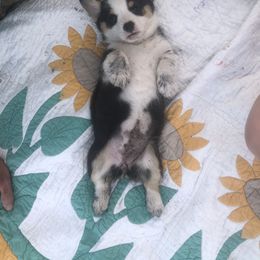 Pembroke Welsh Corgi Puppies from Loves Classic Corgis