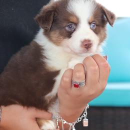 Leo - Red tri male Miniature Australian Shepherd puppy in Goliad, Texas from Sassy Lil Aussies and Diamond W Poodles