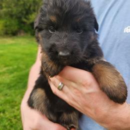 Yellow Girl - Black and red female German Shepherd puppy in Longview, Washington from Bunkerhill Shepherds