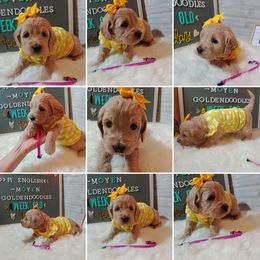 Goldendoodles and Poodles from Doodles by Debra