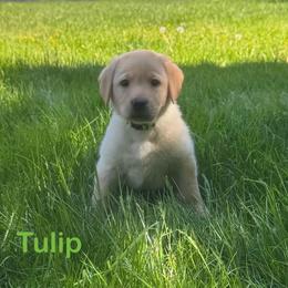 Tulip - Yellow female Labrador Retriever puppy in Tigard, Oregon from Morrison Labrador Retreivers